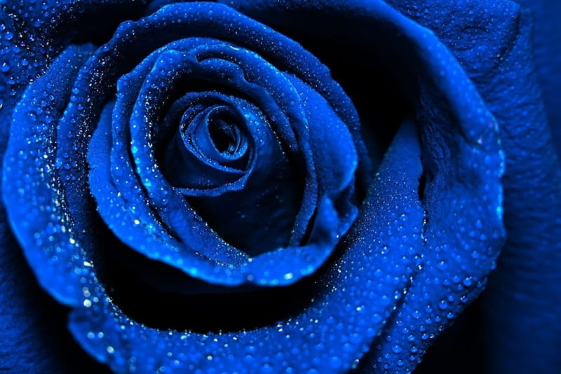 Hoa hồng xanh dương - tặng hoa hồng có ý nghĩa gì