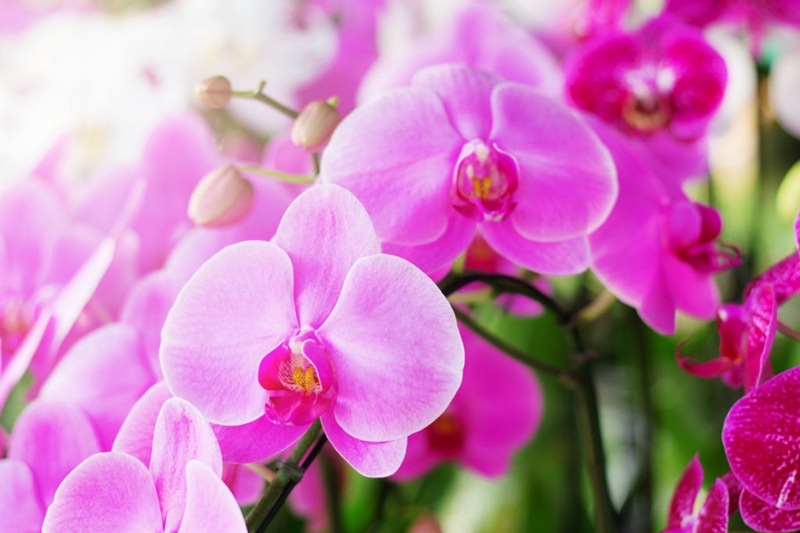 Lan hồ điệp là một trong các loài hoa  lan đẹp nhất thế giới