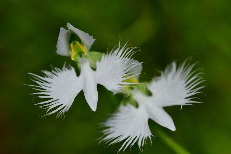 Lan cò trắng là một trong các loài hoa lan đẹp nhất thế giới