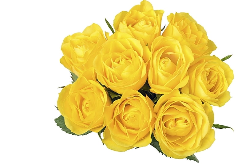 Hoa chúc mừng thăng chức, công việc mới – những bó hoa chúc mừng đẹp nhất