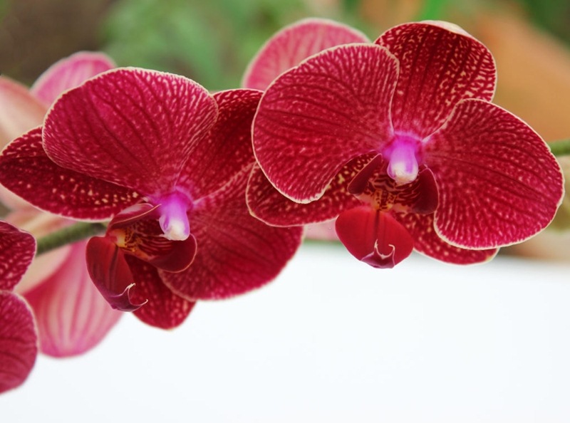 Phong lan red barry là một trong các loài hoa lan đẹp nhất thế giới