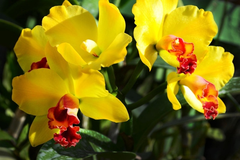 Hoa lan Cattleya là một trong các loài hoa lan đẹp nhất thế giới